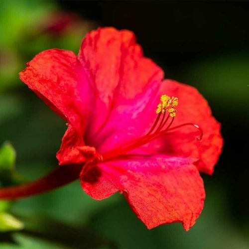 Semences belle de nuit a fleurs rouges- mirabilis jalapa 15graines kokopelli