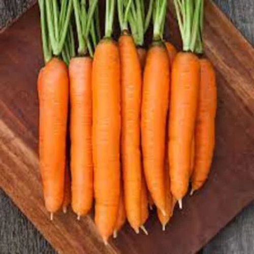 Semences carotte orange dolciva nantaise améliorée 4grammes