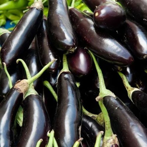 Semences aubergine longue violette de naples 30graines