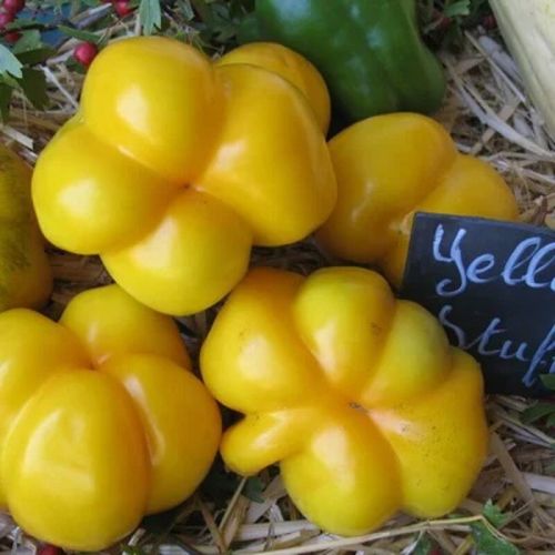 Semences tomate jaune mi-saison jaune à farcir 35graines